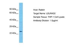 LDLRAD2 Rabbit anti-Human, Polyclonal, Novus Biologicals 0.1ml; Unconjugated:Antibodies,